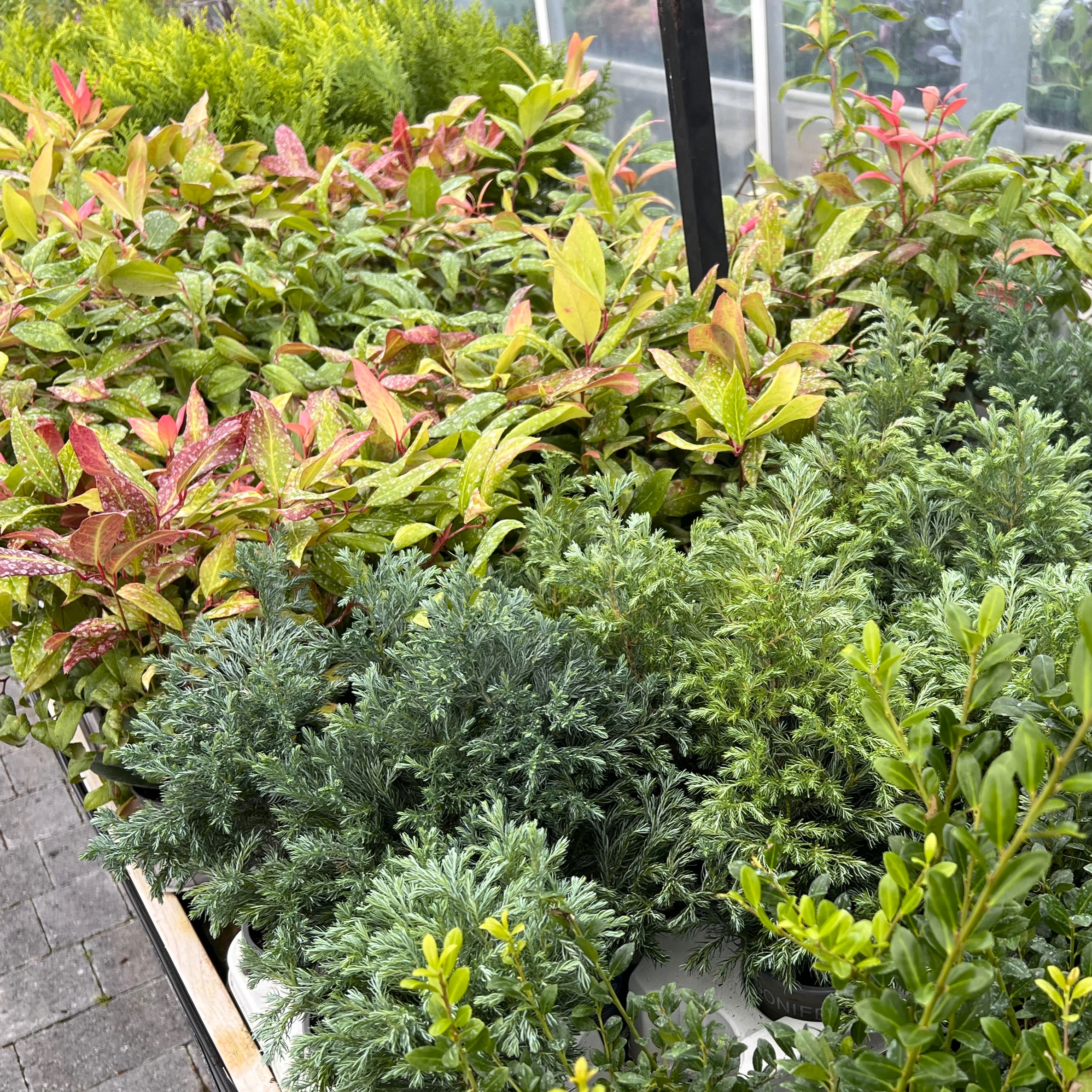 Autumn Tub & Basket Plants